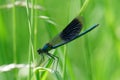 GebÃÂ¤nderte Prachtlibelle Calopteryx splendens Royalty Free Stock Photo