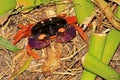 Gecarcinus Quadratus, Halloween Moon Crab or Harlequin Land Crab, Costa Rica