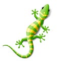 Gecko Royalty Free Stock Photo