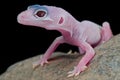 Gecko Royalty Free Stock Photo