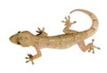 Gecko