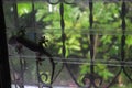 Gecko amphibian shadow at night on window glass. sticky four legs animal wildlife finding insect at night. strong metal steel in