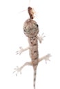 Gecko babe eat roach isolated