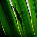 Gecko on backlit palm tree leaf