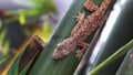 Gecko on bamboo stick Royalty Free Stock Photo
