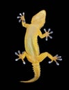 Gecko on black background