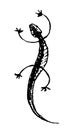 Gecko. Black and white vector handdrawn sketch Royalty Free Stock Photo