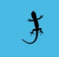 Gecko Blue