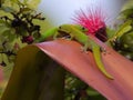 Gecko Bridge Royalty Free Stock Photo