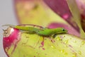 Gecko Bromeliad Royalty Free Stock Photo