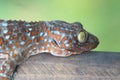 Gecko caught with wood. Royalty Free Stock Photo