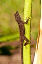 Gecko  climbing a stalk of a bird of paradise lea Royalty Free Stock Photo