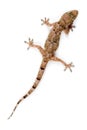 Gecko Climbing