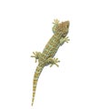 Gecko climbing on the wall and isolated on white