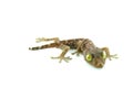 gecko Royalty Free Stock Photo