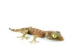 gecko Royalty Free Stock Photo