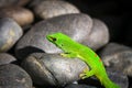 Mauritius Diurnal Gecko Royalty Free Stock Photo