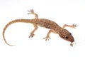 Gecko eat mosquito Royalty Free Stock Photo