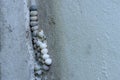 Gecko eggs Royalty Free Stock Photo