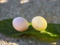 Gecko eggs on a green leaf close-up