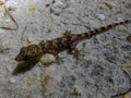 Gecko enjoying his toes in the sand Royalty Free Stock Photo