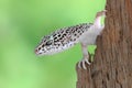 Gecko Eublepharis macularius Royalty Free Stock Photo