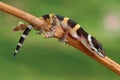 Gecko Eublepharis macularius Royalty Free Stock Photo