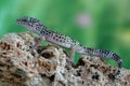 Gecko Eublepharis macularius