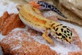 Gecko Eublepharis macularius