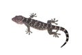 Gecko isolated on white background with clipping path and full depth of field