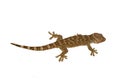 Gecko isolated on white background with clipping path and full depth of field.