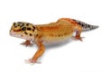 Gecko Eublepharis macularius