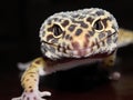 Leopard Gecko with Black and Yellow spots Approaching the Camera Close Up