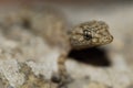 Gecko (Fam. Gekkonidae) in Azrou, Middle Atlas, Morocco