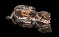 Gecko - fat tailed gecko Royalty Free Stock Photo