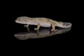 Gecko - fat tailed gecko Royalty Free Stock Photo