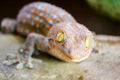 gecko fell from wall into water tank and climbed on edge of basin Royalty Free Stock Photo