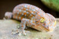 gecko fell from wall into water tank and climbed on edge of basin Royalty Free Stock Photo