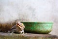gecko fell from the wall into water tank and climbed on edge of the basin Royalty Free Stock Photo