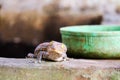 gecko fell from wall into water tank and climbed on edge of basin Royalty Free Stock Photo