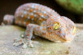 gecko fell from wall into water tank and climbed on edge of basin Royalty Free Stock Photo