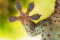 Amazing Gecko leg, Amazing Fingers of Gecko on glass, beautiful Gecko natural, Macro shots