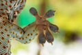 Amazing Gecko leg, Amazing Fingers of Gecko on glass, beautiful Gecko natural, Tough adhesion, Macro shots