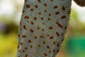 Amazing reduction of gecko belly pattern colorful gecko pattern closeup photography Macro shots