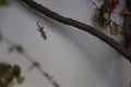 Gecko on the garden wall Royalty Free Stock Photo
