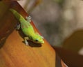 Gecko Golddust Day Royalty Free Stock Photo