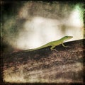 Gecko Green Cameleon Brown Wood Branch Royalty Free Stock Photo
