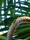 Gecko or green lizard on a male coconut