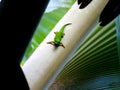 Gecko or green lizard on the tree Royalty Free Stock Photo