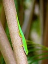 Gecko or green lizard on the tree Royalty Free Stock Photo
